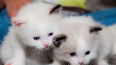 White kittens. Feb 29, 2024 · Weight: 7 to 12 pounds. This pointed cat breed has gorgeous, long hair and striking blue eyes. These cats come in a few different colors, but what they all have in common are their white paw ... 
