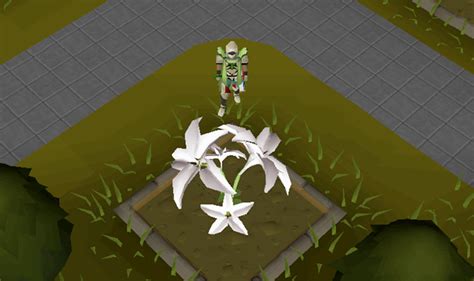 White lilly seed osrs. Killing the Hespori allows it to be harvested, which grants 12,600 (12,915 with full Farmer's outfit) Farming experience, as well as seeds, including the rare white lily and anima seeds, along with the bottomless compost bucket. Casting Resurrect Crops on Hespori after the fight yields no Farming experience or loot. 