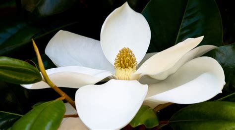 White magnolia. Things To Know About White magnolia. 