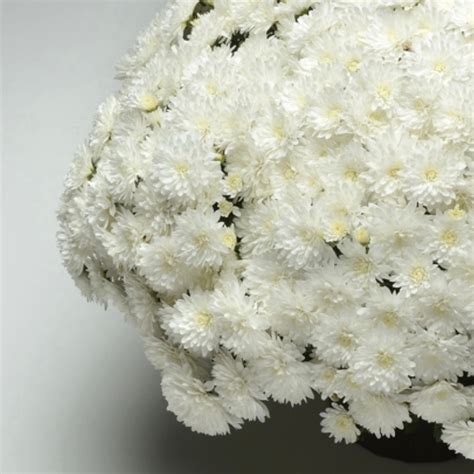 White mums.  Robust, spherical habit with dark green foliage.  Mums are a ...