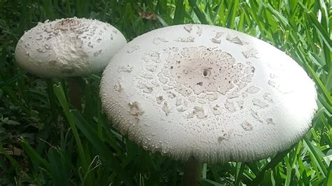 White mushrooms in lawn. 10 Most Common Lawn Mushrooms. #1. Ringless Honey Mushroom (Armillaria Tabescens) Specifications: The Ringless Honey Mushroom has a golden, honey-colored cap, white spores, narrow to broad pinkish/brown gills, … 