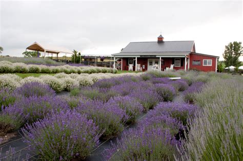 White oak lavender farm. Things To Know About White oak lavender farm. 
