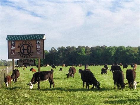 White oak pasture. Regenerative farming at White Oak Pastures is central to everything we do but can be most clearly seen in three areas: animal welfare, land regeneration, and the rural revival of Bluffton, Georgia. This … 