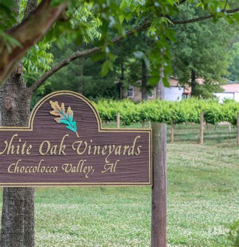 White oak vineyards anniston al. .  ...