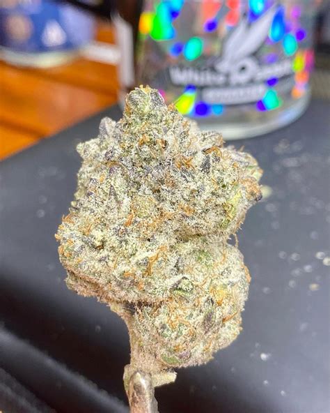 White oreo strain. White Runtz is a potent hybrid marijuana strain made by crossing Gelato and Zkittlez. White Runtz produces long-lasting effects that are relaxing and tingly. This strain features a sweet flavor ... 