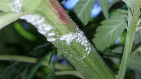 White powder on plants. In some cases, this white fuzz may be powdery mildew, a type of fungus that can harm your plant. Powdery mildew appears as a white, powdery substance on the leaves and stems, resembling powdered sugar . To distinguish between harmless trichomes and harmful powdery mildew, closely examine the texture and appearance of the white substance. ... 