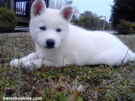 White siberian husky for sale. Meet the Siberian Husky Bred in Northeast Asia as a sled dog, the Siberian Husky is known for its amazing endurance and willingness to work. Its agreeable and outgoing temperament makes it a great all-around dog, suitable for anything from sledding to therapy work. 