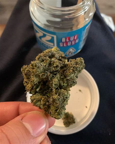 Cherry Lime Slushy is a sativa-dominant hybrid strain that is known for its uplifting and energizing effects. It is a cross between Cherry Lime Haze and The White. Some people claim it is a cross between Cherry Pie and Super Lemon Haze. Cherry Lime Slushy has a moderate THC content, averaging around 18%, but can sometimes reach up to 22%.. 
