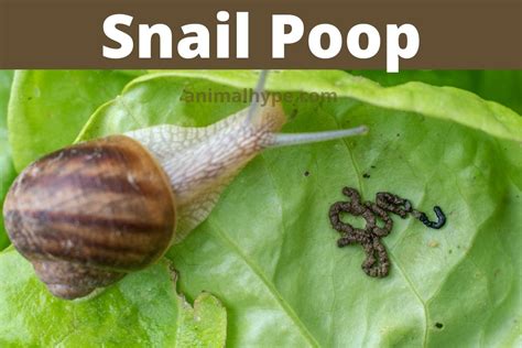 White snail poop. .  ...