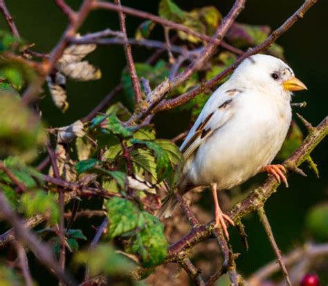 White sparrow. Things To Know About White sparrow. 