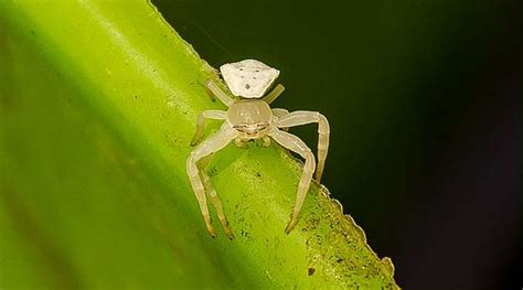 Crab spiders come in many colors, including pink, yellow, blue, black, white, and green. The easiest way to identify a crab spoiler is by noting the front four legs that are longer and thicker than the four rear legs. The crab spider has eight eyes mounted on a lump on the front of their cephalothorax.. 