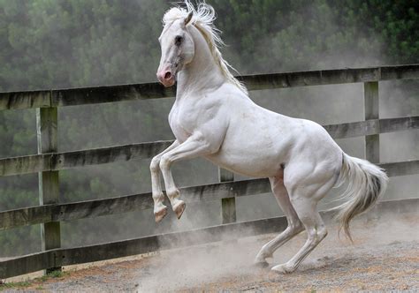 White stallion. 4 White Stallions Lyrics. She had four white stallions coming around the bend. Four strong angels at her command ascend. Four more seasons for all that's broken to mend. And I got four good ... 