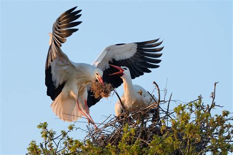 White storks are nesting in Britain again, after 604 years