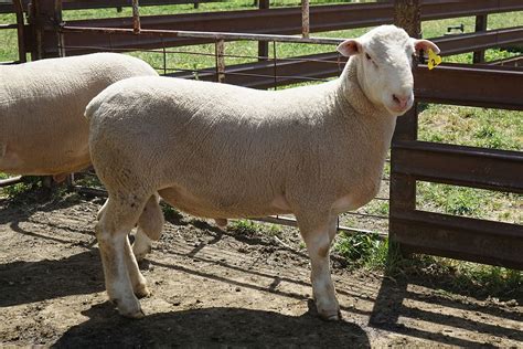 White suffolk Rams. Top for sale Livestock Sheep Good