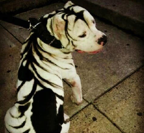 White tiger stripe pitbull. Fact Check. In May 2022, several YouTube videos about rare dog breeds showed a doctored thumbnail picture of a black "dog" with odd stripes: One of the YouTube videos that showed the image had ... 