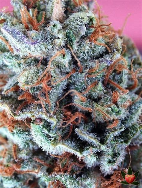 The White Widow strain was named after its appearance, as its buds are covered in white crystals. These crystals help produce a sugary smoke that is initially light and expands ….