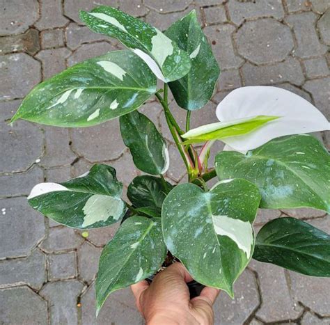 White wizard philodendron. Move the plant out of direct sunlight. Direct sunlight will quickly cause the philodendron leaves to have brown spots, while also stunting the plant’s growth. Keeping your plants out of direct sunlight will keep these unsightly discolorations at bay. Aim for a location that receives bright but indirect light. 