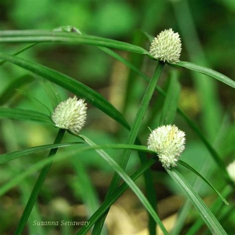 White-Head Spike Sedge - Encyclopedia of Life