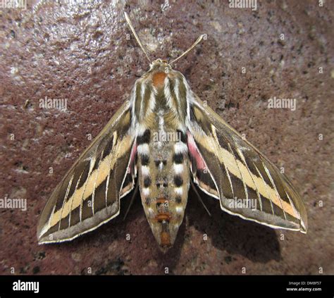 White-lined Sphinx Moth, Hyles lineata – Wisconsin Horticulture