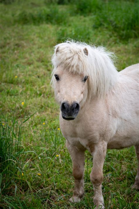White_Pony_Free Leaked [HD] 🍌