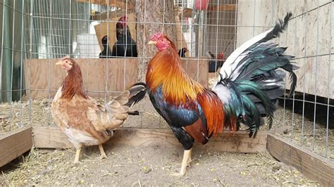 American Gamefowl Morgan whitehackle spangled. hen 2020 hatched cock 2019 hatched 100% straight comb come white or yellow leg medium station. 