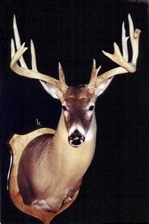 Whitetail Buck Forms Quality Taxidermy Supply