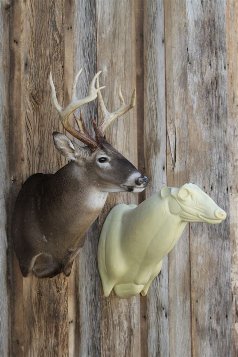 Whitetail deer forms. For personal assistance with your whitetail deer taxidermy questions, phone Terry Lipscomb at: 1-252-527-8722. Quality Taxidermy Supply Company. Taxidermists' Supplies & Services. Owned and Operated by Terry & Tammy Lipscomb. 2186 Southwood Road Kinston, North Carolina 28501. Feel free to print out for a personal price list. 