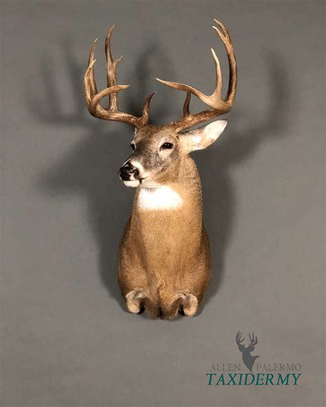 Display your set of trophy antlers on a quality handcrafted taxidermy plaque from Whitetail Woodcrafters. Made from solid hardwood, our custom deer antler mounting plaques are classics that each showcases a set of antlers beautifully. As with our other keepsakes, our taxidermy shield mount is made out of locally sourced hardwood and is totally ....