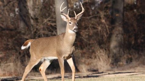 Deer calling tip focusing on the whitetail breeding grunt. Learn what the breeding grunt sounds like, how to make it with your extinguisher deer call, and ho....