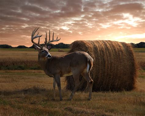 Whitetail kulutv&auml;rdering p&aring; 100 kg vildsvin - Norma Ammunition