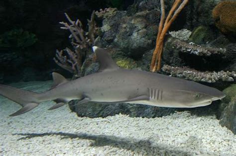 Whitetip reef shark Animals Monterey Bay Aquarium