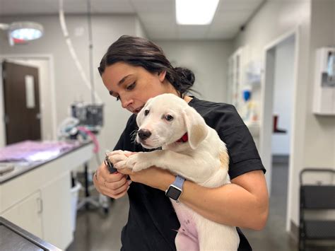 Whitmire animal hospital. 187 views, 0 likes, 0 loves, 0 comments, 0 shares, Facebook Watch Videos from Whitmire Animal Hospital: Here is Maki when she was brought to our clinic. 