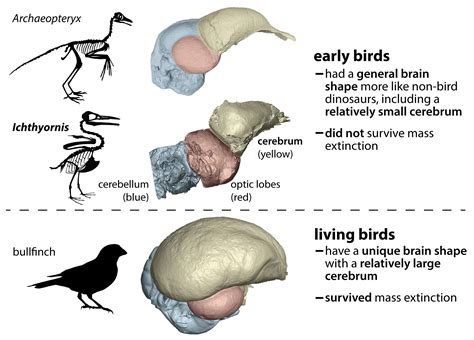 Who is Bird Brain? Bird Brain