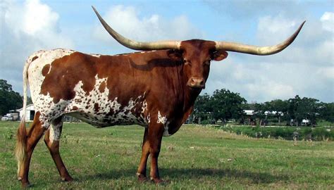 Who is Texas Longhorns