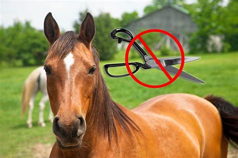 Who is cutting the tails off these horses -- and why?