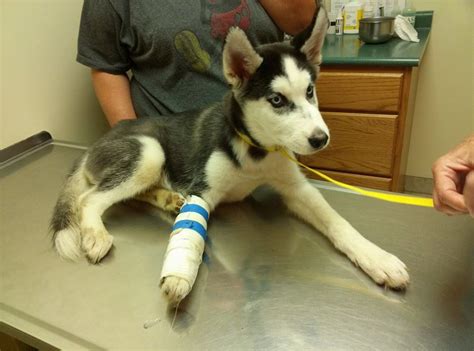 Who pays injured husky’s vet bills?