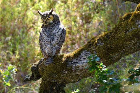 Who-hoo-hoo invited a great horned owl to visit a quiet Campbell neighborhood?