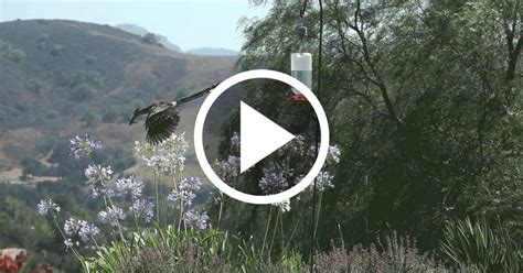 Whoa! Watch a Sneaky Roadrunner Nab a Hummingbird While It