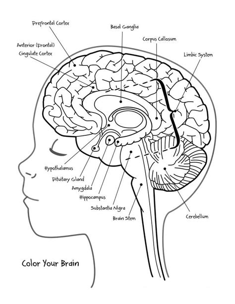 Whole Brain Coloring Assignmen