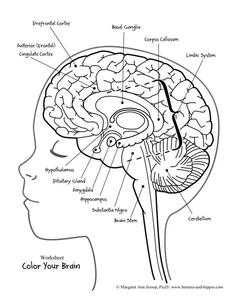 Whole Brain Coloring Pages For Kids Learning How to Read