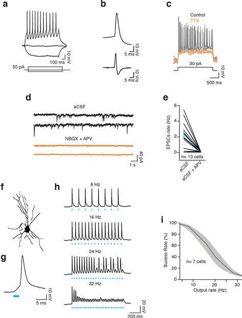 Whole Cell Patch Clamp - an overview ScienceDirect Topics