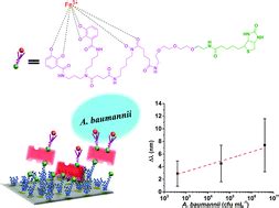 Whole-cell biosensing by siderophore-based …