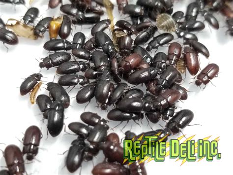 Wholesale Buffalo Beetles - Reptile Supply Company