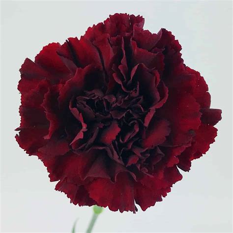 Wholesale Carnations Burgundy - bulk Carnations Burgundy near …