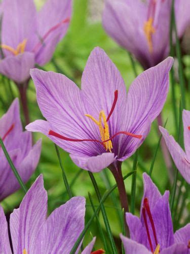 Wholesale Saffron bulbs (Crocus Sativus) online - Green Garden Flower bulbs