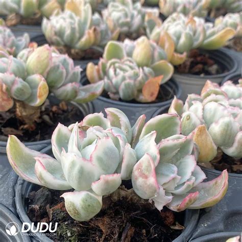 Wholesale Succulent Nursery in Berkeley Heights, NJ