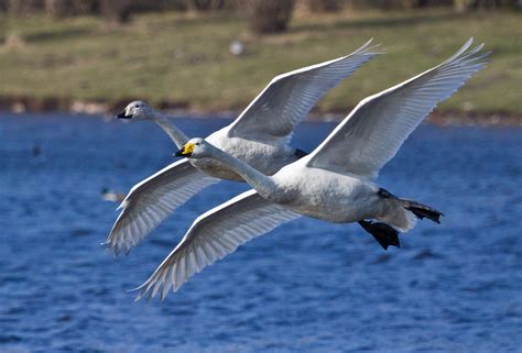 Whooper Swan Audubon Field Guide