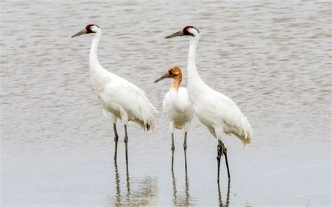 Whooping cranes are back in Texas
