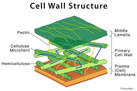 Why Are Cell Walls Made Of Cellulose / Plant Cell Walls A Model …