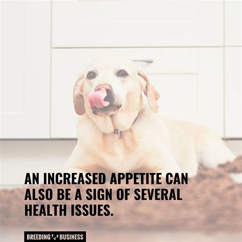 Why Are Dogs Always Hungry – Concerns, Normal Appetite & FAQ